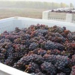 Crawford Beck Vineyard - Pinot Gris harvest