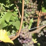 Véraison in the Pinot Gris